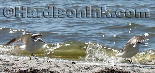 Cedar Key Beach HardisonInk.com