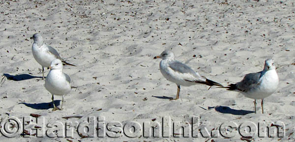 Cedar Key Beach HardisonInk.com