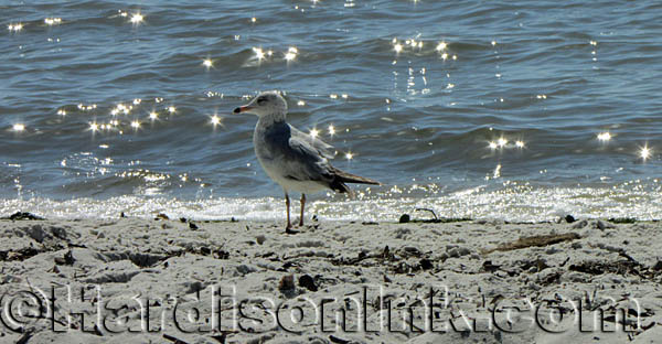 Cedar Key Park and Beach