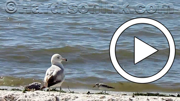 Cedar Key Beach HardisonInk.com