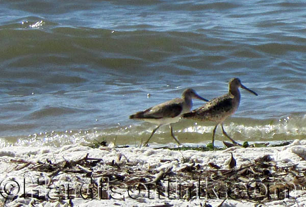 Cedar Key Beach HardisonInk.com