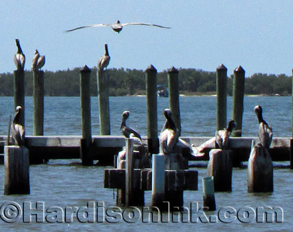 Cedar Key Beach HardisonInk.com