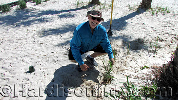 Native Florida Plants can reduce erosion HardisonInk.com