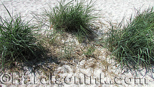 Native Florida Plants can reduce erosion HardisonInk.com