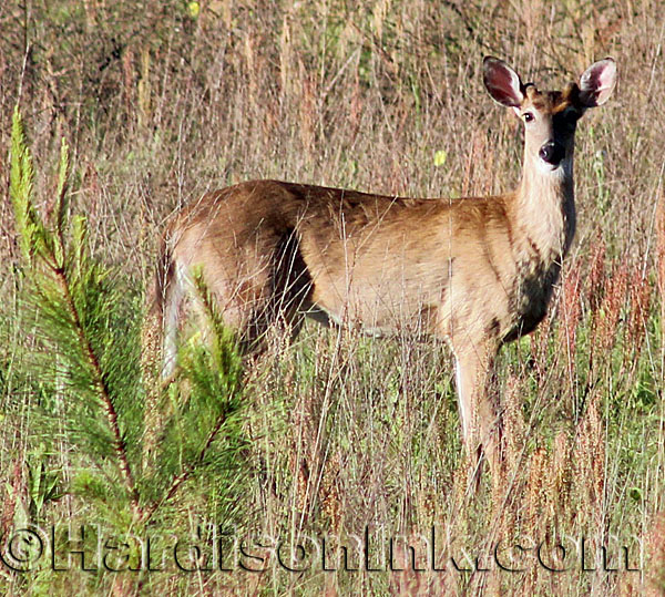 Deer By HardisonInk.com