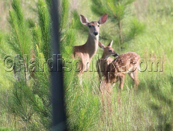 Deer In Levy County Dixie County GIlchrist County HardisonInk.com