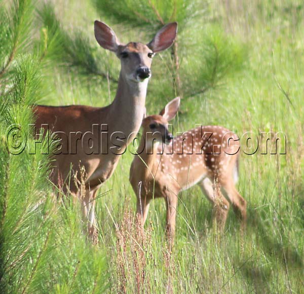 Deer In Levy County Dixie County GIlchrist County HardisonInk.com