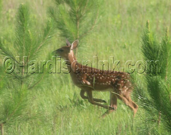 Deer In Levy County Dixie County GIlchrist County HardisonInk.com