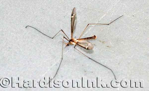 Annual Mosquito Helicopter Fly-In HardisonInk.com