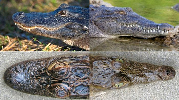 FWC
