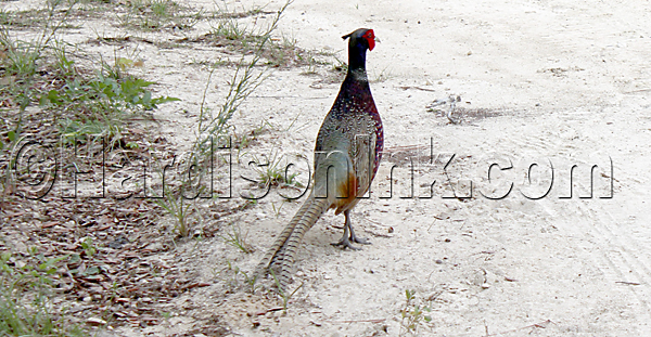 Wildlife HardisonInk.com